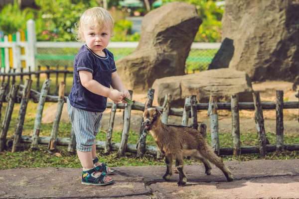 Mały Ładny Chłopiec Jest Karmienie Noworodka Małe Kozy — Zdjęcie stockowe