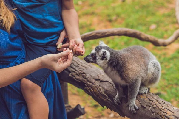 Anne Oğlu Ring Tailed Maki Lemur Catta Beslenir Doğada Güzellik — Stok fotoğraf