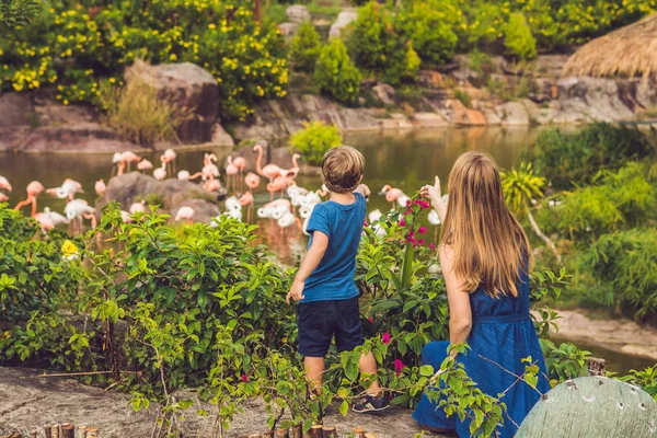 Mamá Hijo Están Mirando Rebaño Aves Flamencos Rosados Estanque — Foto de Stock