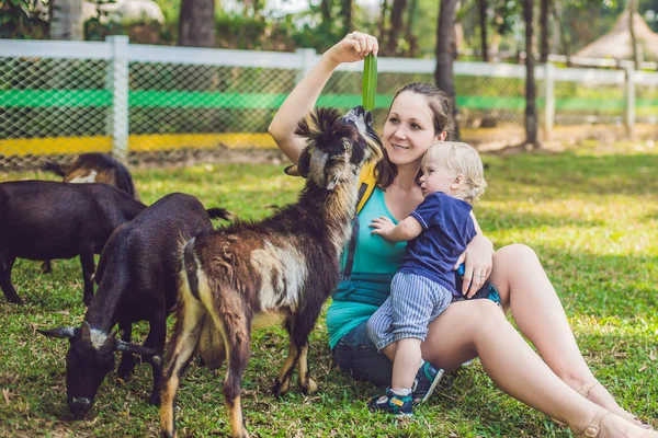 ファームのヤギを供給彼のお母さんとかわいい男の子 — ストック写真