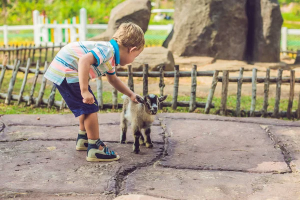 Liten Söt Pojke Matas Liten Nyfödd Get — Stockfoto