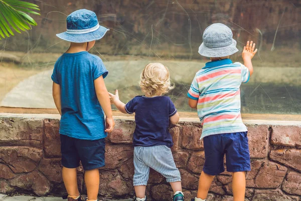 Jongens Kijken Reptielen Terrarium Door Glas — Stockfoto