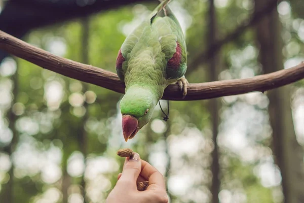 Великий Красивий Папуга Сидить Гілці Дерева — стокове фото