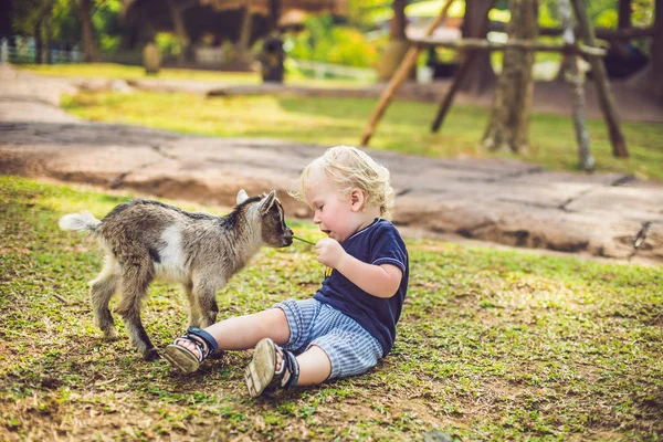 小さなかわいい男の子が生まれたばかりの小さなヤギに餌 — ストック写真