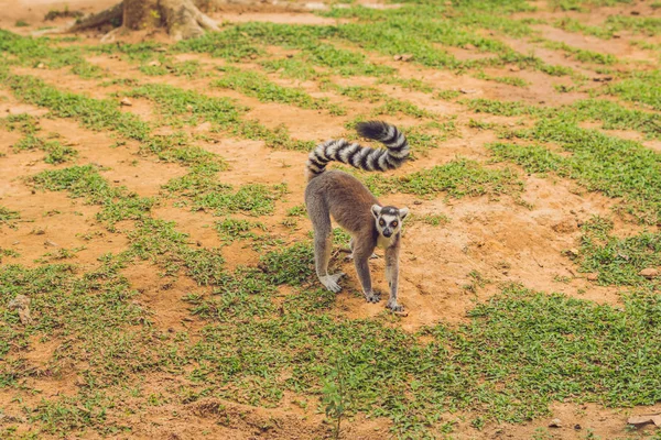 Hayvanat Bahçesindeki Çim Çevresinde Lemur Catta Çalışır — Stok fotoğraf