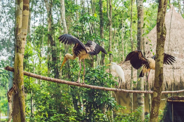 Wildlife and rainforest exotic tropical birds in a bird park.