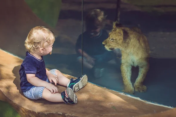 Little boy looking at little lion through glass in zoo.