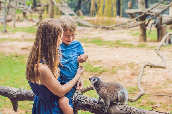 妈妈和儿子是喂食环尾狐猴 Catta 美丽的自然 宠物动物园概念 — 图库照片