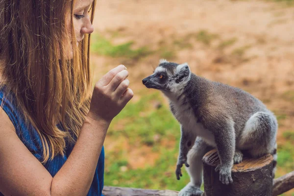 若い女性は ワオキツネザル Lemur Catta が供給されます 自然の美しさ ふれあい動物園のコンセプト — ストック写真