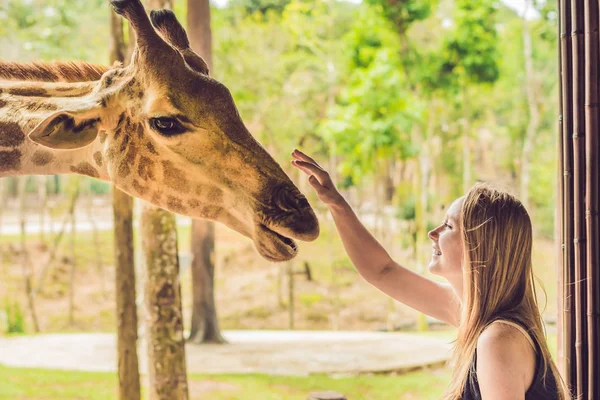 Happy Young Woman Watching Feeding Giraffe Zoo Happy Young Woman — Stock Photo, Image