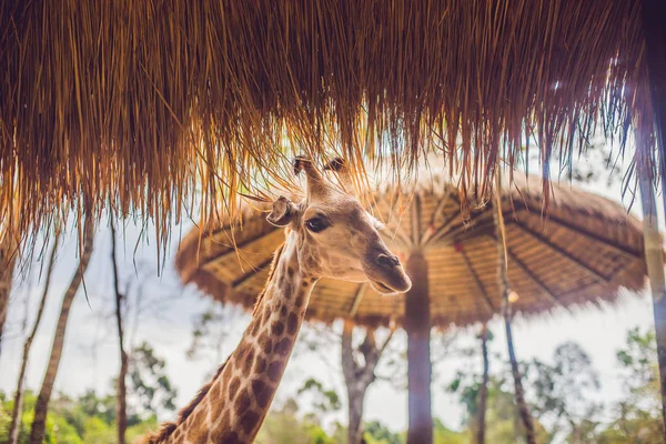 Portrait Giraffe Thatched Roof — Stock Photo, Image