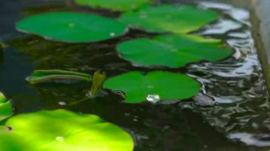 Turistler anne ve oğlu büyük bir seramik gemi lotus bitkilerde su içinde bir Budist tapınağı Phu quoc Adası, Vietnam ile bakıyor