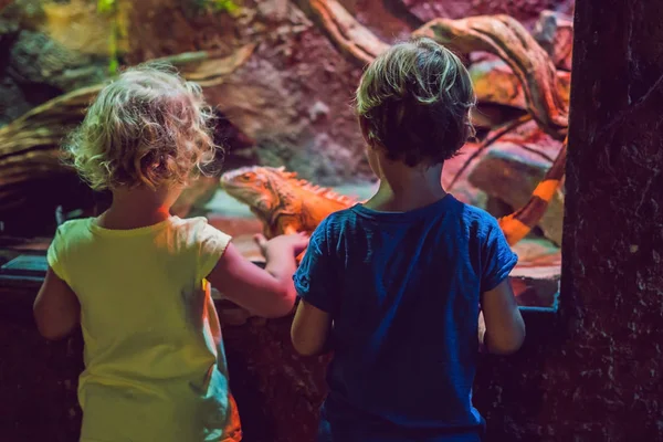 男の子と女の子の大きな海生命タンクで熱帯サンゴ礁の魚たちを見ています。動物園水族館で子供たち — ストック写真