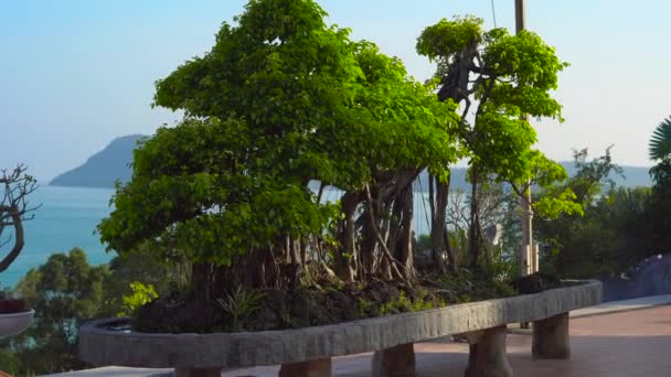 Steadycam záběr velké bonsaje strom uvnitř budhist chrám Ho Quoc Pagoda na ostrově Phu Quoc, Vietnam — Stock video