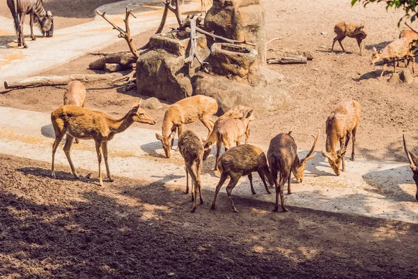 Deer Eat Zoo Safari Summer Noon — Stock Photo, Image