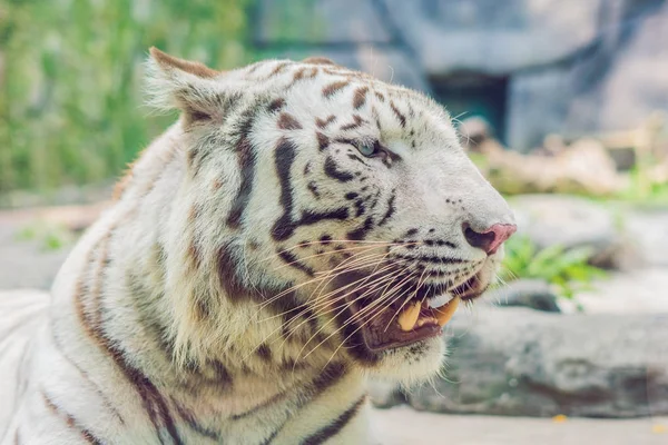 Portréja Egy Fehér Tigris Ventnam Állatkert — Stock Fotó