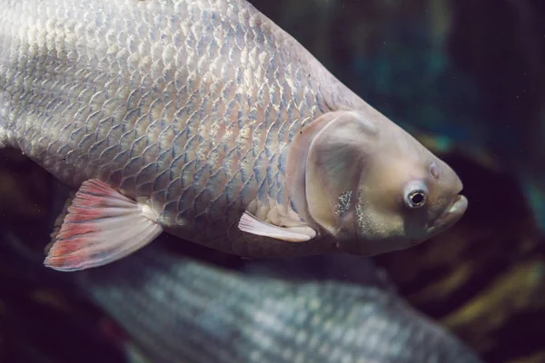 青い水の中にサンゴや藻類と熱帯魚 水中世界の美しい背景 — ストック写真