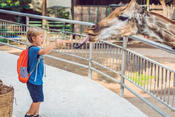 Petit Garçon Regardant Nourrissant Girafe Dans Zoo Enfant Heureux Amuser — Photo