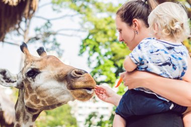 Anne ve oğlu izliyor ve hayvanat bahçesinde zürafa besleme. Mutlu bir çocukluk hayvanlar safari park sıcak yaz gününde eğleniyor.