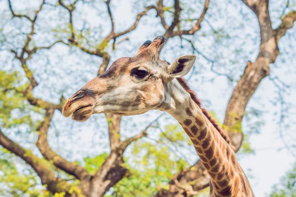 Giraffe Eating Tree Gorgeous Landscape Africa — Stock Photo, Image