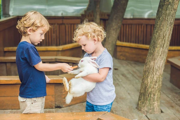 Fille et garçon sont nourris lapins dans le zoo caressant — Photo