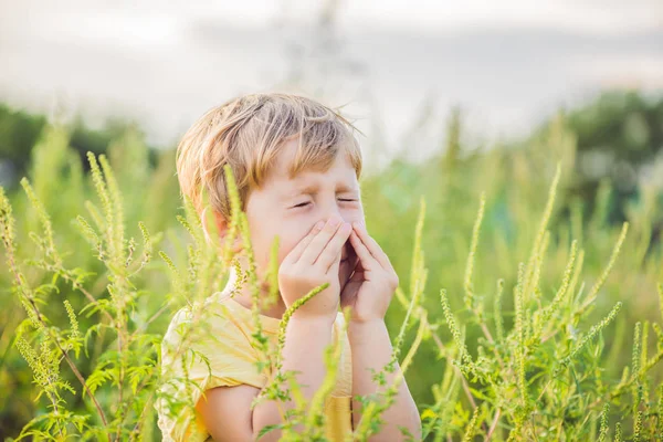 Menino Espirra Por Causa Uma Alergia Ragweed — Fotografia de Stock