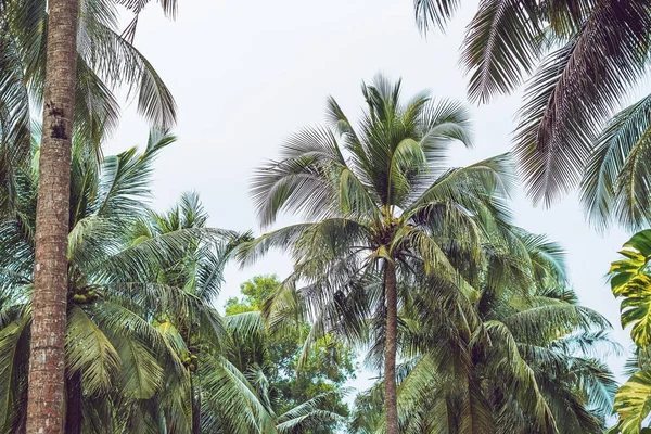 Palm Tree Koronát Napos Háttere Zöld Levelekkel — Stock Fotó