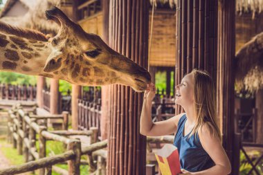 Hayvanat bahçesinde zürafayı seyreden ve besleyen mutlu genç bir kadın. Mutlu genç bir kadın sıcak yaz gününde hayvanlarla safari parkında eğleniyor..