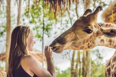 Hayvanat bahçesinde zürafayı seyreden ve besleyen mutlu genç bir kadın. Mutlu genç bir kadın sıcak yaz gününde hayvanlarla safari parkında eğleniyor..