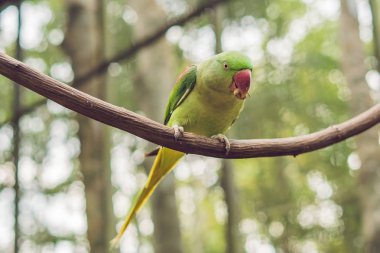 Bir ağaç dalı üzerinde oturan büyük güzel papağan.