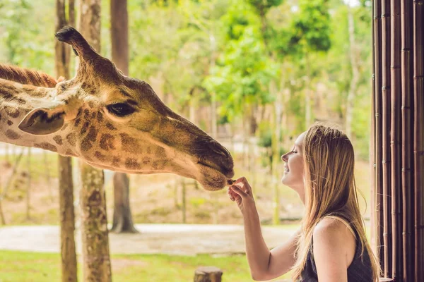 Happy young woman watching and feeding giraffe in zoo. Happy young woman having fun with animals safari park on warm summer day.