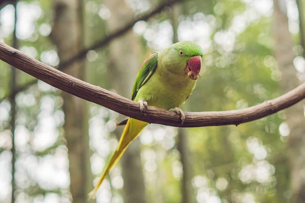 Grande Papagaio Bonito Sentado Galho Árvore — Fotografia de Stock