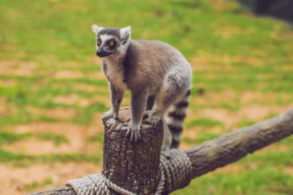 Lemur Catta Bir Çit Hayvanat Bahçesinde Oturur — Stok fotoğraf