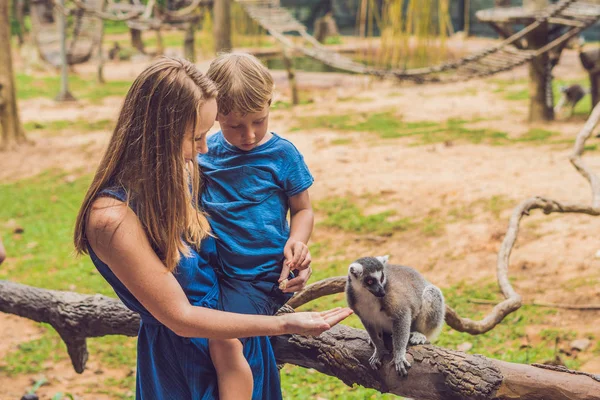 ママと息子はワオキツネザル Lemur Catta を供給されています 自然の美しさ ふれあい動物園のコンセプト — ストック写真