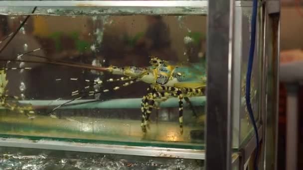 Aquarium mit Hummern auf einem asiatischen Nachtmarkt — Stockvideo