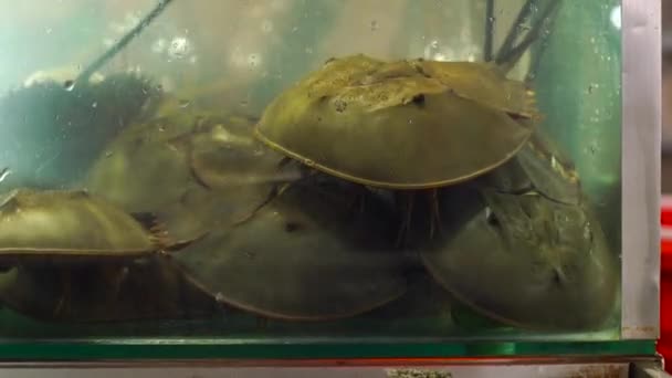 Aquarium avec des animaux de mer à un marché de nuit asiatique — Video