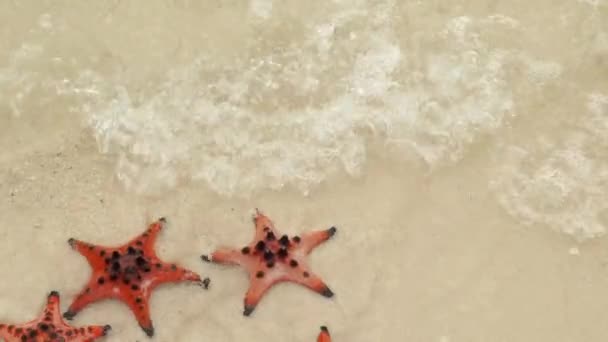 Captura lenta de estrelas-do-mar vermelhas e máscara de mergulho na praia — Vídeo de Stock