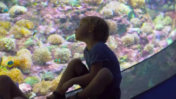 Familjen besöker en oceanarium. Pojke lootking på ett stort ett akvarium med en tropiska fiskar — Stockvideo