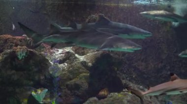 Aile bir oceanarium ziyaret etti. Köpekbalıkları ile büyük bir akvaryum