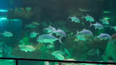 İncide büyük akvaryum egzotik balık bir oceanarium dolu izlerken bir kadın silüeti.