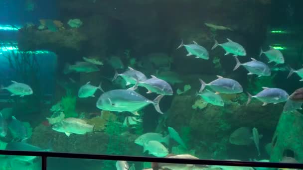 Silhouette d'une femme regardant incide d'un immense aquarium rempli de poissons exotiques dans un océanarium . — Video