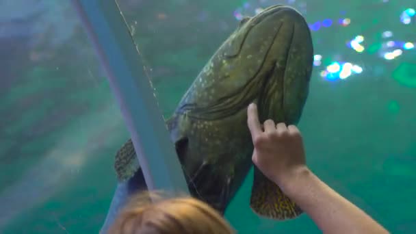 Schwebestativ-Aufnahme einer jungen Frau, die in ein Aquarienrohr läuft und Fische betrachtet — Stockvideo