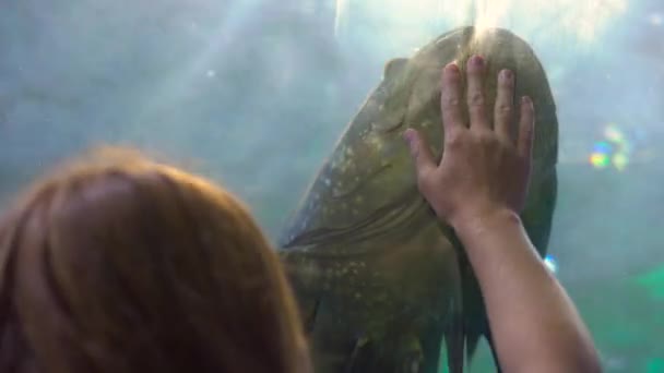 Steadycam scatto di una giovane donna a piedi all'interno di un acquario tubo guardando i pesci — Video Stock