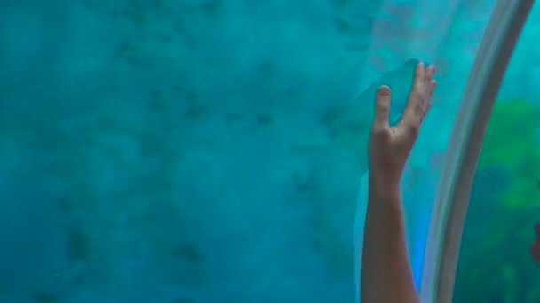 Primo piano di una mano di una donna che cammina all'interno di un tubo dell'oceanario toccando il vetro — Video Stock