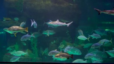 Aile bir oceanarium ziyaret etti. Tropikal balıklar ile büyük bir akvaryum