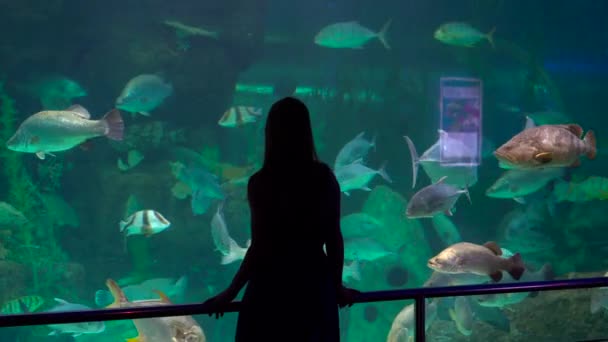 Un disparo constante. Silueta de una mujer observando la incisión de un enorme acuario lleno de peces exóticos en un oceanario — Vídeos de Stock
