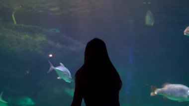 İncide büyük akvaryum egzotik balık bir oceanarium dolu izlerken bir kadın silüeti