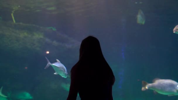 Silhueta de uma mulher que olha incidem de um enorme aquário cheio de peixe exótico em um oceanário — Vídeo de Stock