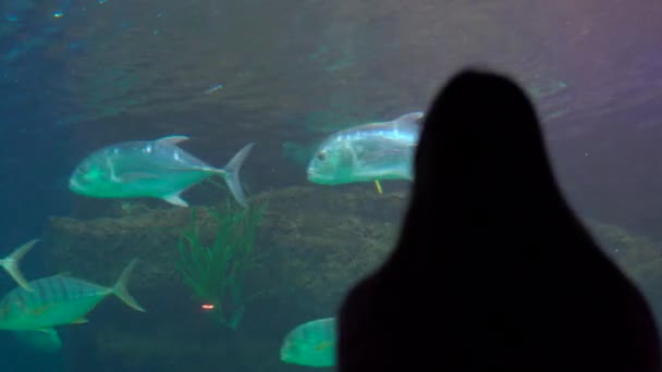 Siluett av en kvinna som titta på incide av ett stort akvarium fullt av exotiska fiskar i ett oceanarium — Stockvideo