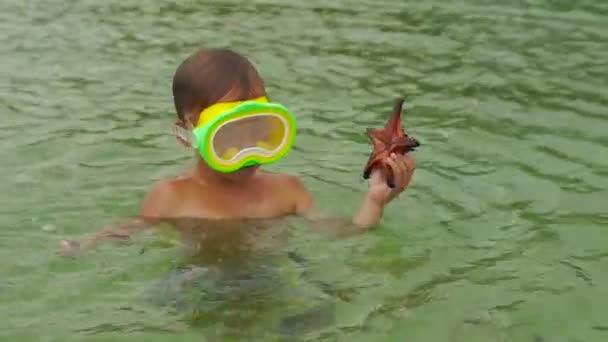 Plan au ralenti d'un petit garçon jouant dans une mer, faisant de la plongée avec tuba et attrapant des étoiles de mer rouges — Video